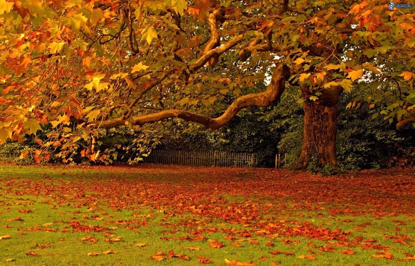 foglie-colorate-grande-albero-giardino-autunno-foglie-secche-161739