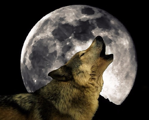 lupo luna
